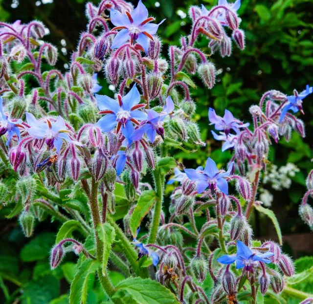 Essbare Blumen: Nr. 1 - Borretsch