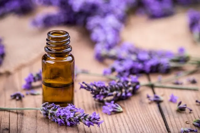 Essbare Pflanzen: Nr. 4 - Lavendel