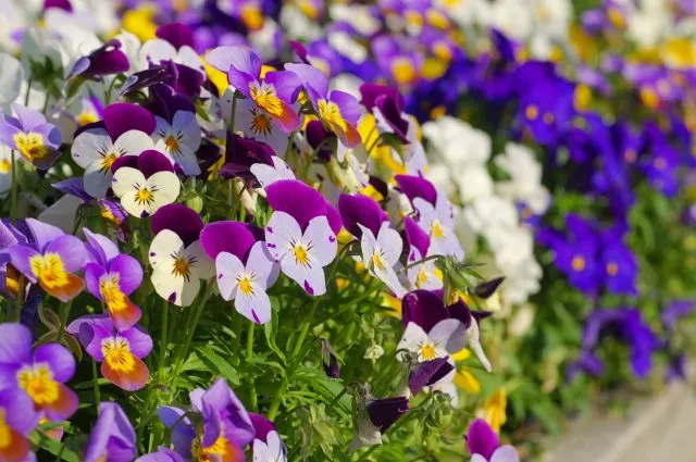 Essbare Blumen: Nr. 6 - Stiefmütterchen