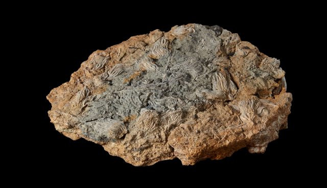 Steinplatte mit Fossilien von Seelilien und Haarsternen