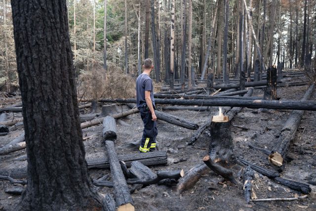 Ein Feuerwehrmann begutachtet die Brandschäden im Kerngebiet des Nationalpark Sächsische Schweiz.