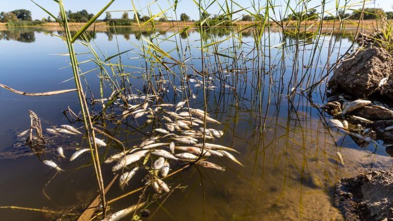 Fischsterben an der Oder: Behörden warnen vor Kontakt mit Wasser