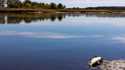 Behörden: Wasser aus Oder kann wieder genutzt werden