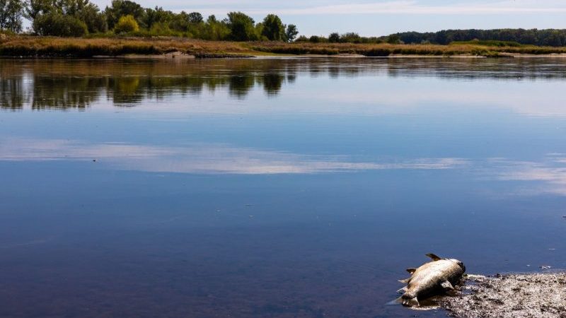 Ein verendeter Fisch schwimmt in der Oder bei Brieskow-Finkenheerd. Die Oder ist Grenzfluss zwischen Polen und Deutschland.