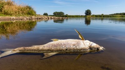 Fischsterben in der Oder: Hohe Quecksilber-Konzentration in Wasserproben