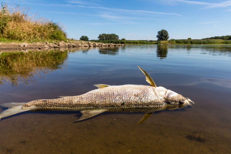 Die Oder ist Grenzfluss zwischen Polen und Deutschland. In dem Fluss ist es zu einem massiven Fischsterben gekommen.