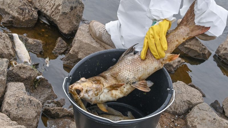 Aus dem deutsch-polnischen Grenzfluss Oder wird ein bereits stark verwester Fisch eingesammelt. Eine Ursache für das Fischsterben ist noch nicht gefunden worden.
