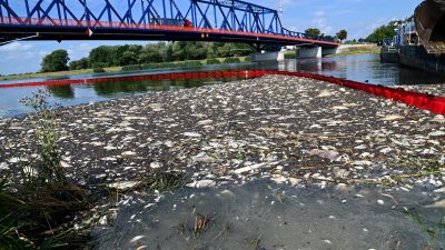 Rätselraten um Fischsterben: Tödliche Fracht in der Oder?
