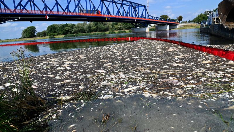 Tote Fische schwimmen an der Wasseroberfläche des deutsch-polnischen Grenzflusses Oder.
