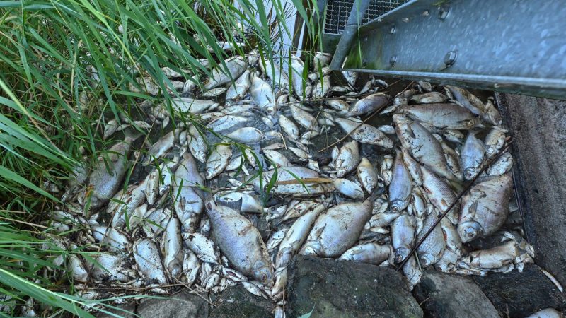 Seit mehren Tagen beschäftigt das massive Fischsterben im Fluss Oder die Behörden und Anwohner des Flusses in Deutschland und Polen.