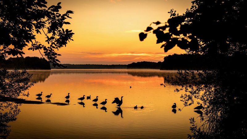 Der frühe Vogel... genießt den Sonnenaufgang. Der Himmel über dem Altwarmbüchener See färbt am Morgen auch das Wasser orangerot.