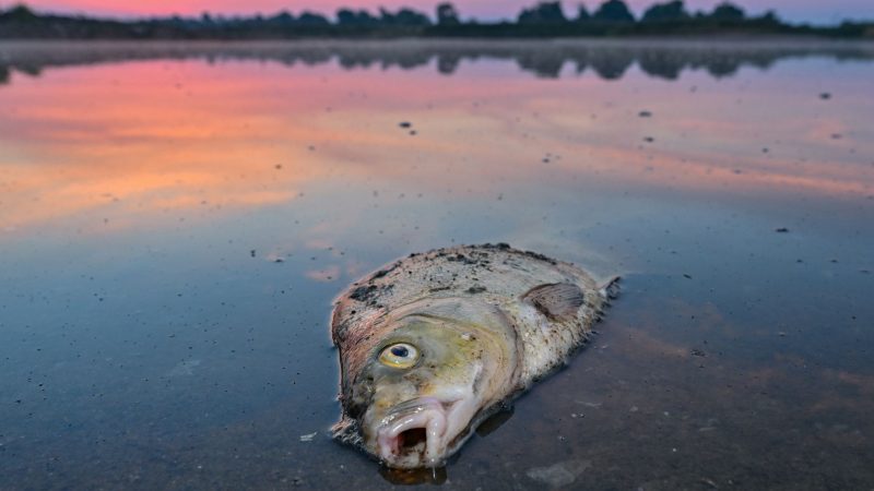 Die Ursache für das massenhafte Fischsterben in der Oder ist weiter unklar.