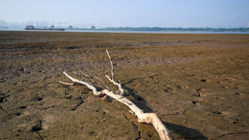 Ein abgestorbener Baum im Wattgebiet  des Yangtze-Flusses. Die Dürre in China beeinträchtigt auch die Industrieproduktion.