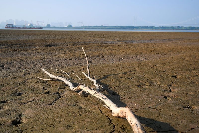 Ein abgestorbener Baum im Wattgebiet  des Yangtze-Flusses. Die Dürre in China beeinträchtigt auch die Industrieproduktion.