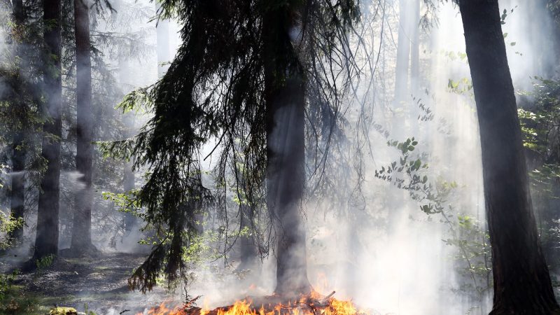 Flammen lodern bei einem Waldbrand in Bayern.