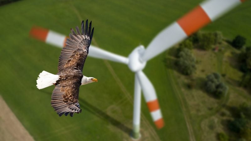 Windkraft- und Solaranlagen gefährden Vögel