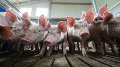 Tierquälerei enthüllt – Westfleisch kündigt Maßnahmen an
