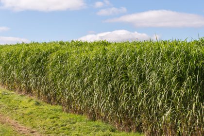 Miscanthus: Mehr als nur eine Energiepflanze