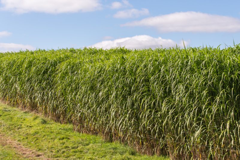 Miscanthus: Mehr als nur eine Energiepflanze