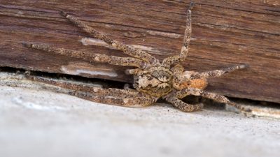 Giftig: Nosferatu-Spinne in deutschen Wohnzimmern sichtbar