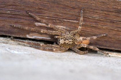 Giftig: Nosferatu-Spinne in deutschen Wohnzimmern sichtbar
