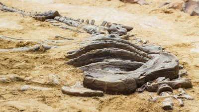 Bislang unbekannte Dinosaurierart in Südwestdeutschland identifiziert