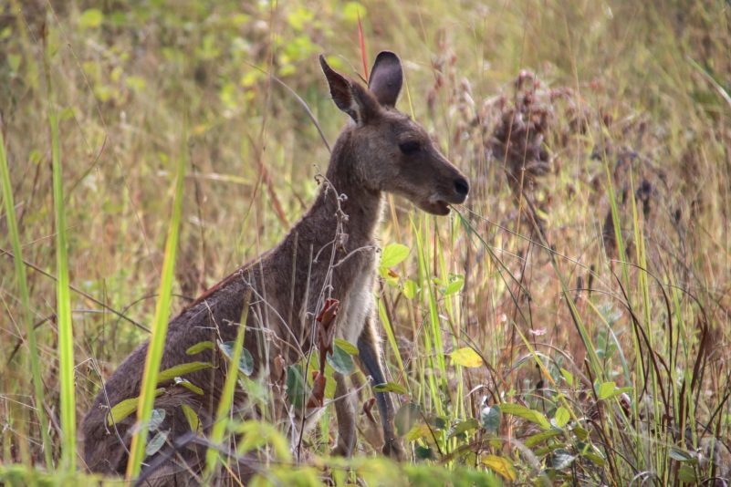 Ein Känguru hat in Australien einen 77-Jährigen getötet.