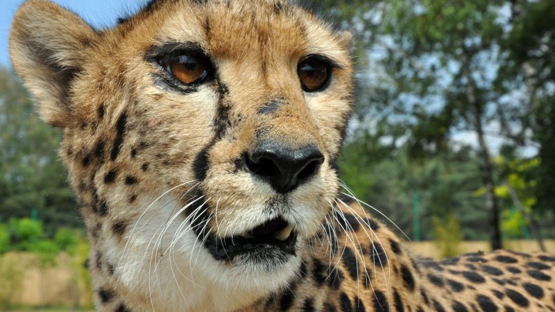 Vor rund sieben Jahrzehnten sind die letzten in Indien lebenden Geparden gestorben - nun versucht das Land, die Raubkatzen wieder anzusiedeln.