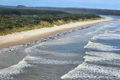 Kampf um das Leben gestrandeter Wale in Tasmanien