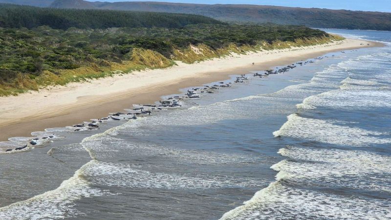 Hunderte Wale waren in der abgelegenen Macquarie-Bucht im Westen Tasmaniens gestrandet.