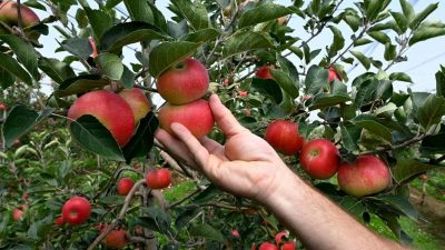 2022 war ein super Apfeljahr – trotzdem deckt die deutsche Ernte nicht den Bedarf