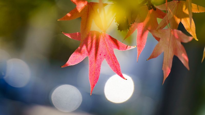 Am 23.09. ist der kalendarische Herbstanfang.