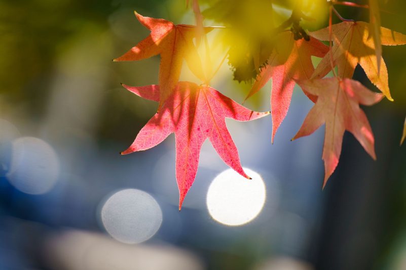 Am 23.09. ist der kalendarische Herbstanfang.