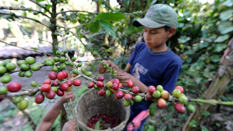 Fairtrade oder Zwangsarbeit?
