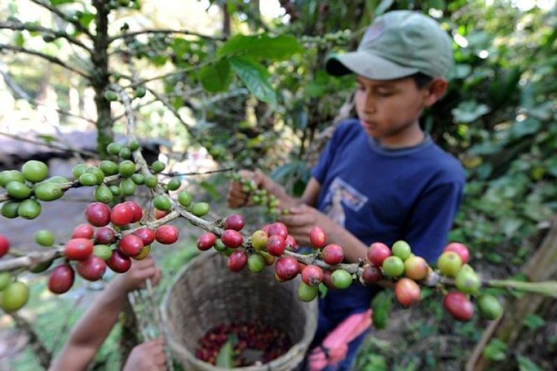 Fairtrade oder Zwangsarbeit?