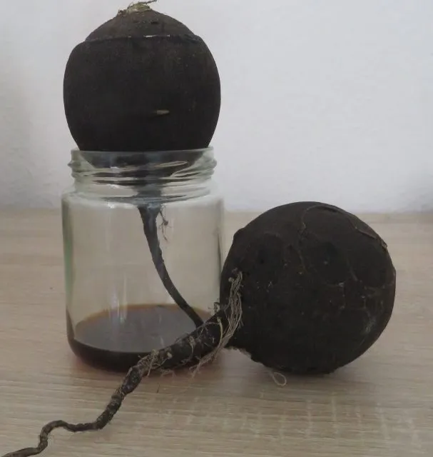 Durch die Löcher tropft der Hustensirup in das Glas.