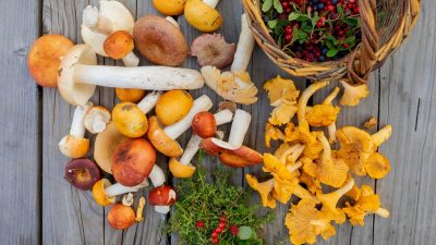 Von Ackerschirmpilz bis Zwerglacktrichterling: Herbstzeit is(s)t Pilzzeit + Rezept