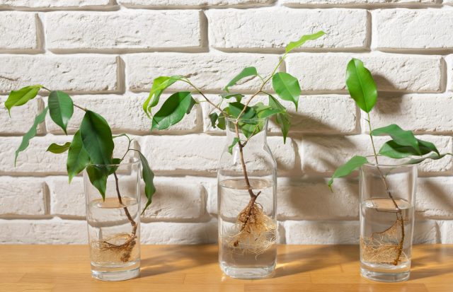 Pflanzen in Glas Wasser züchten