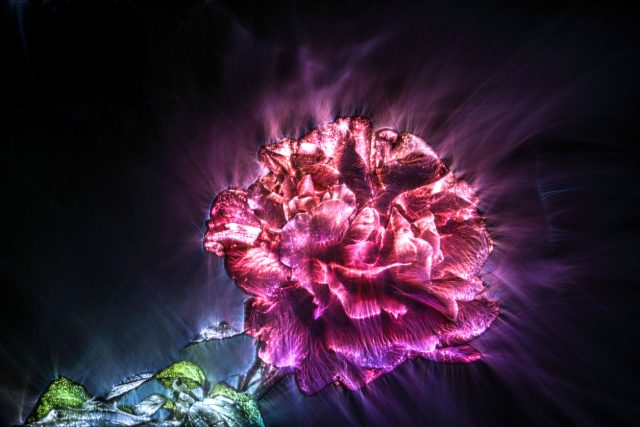 Kirlianfotografie einer Rose