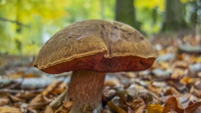 Hexenpilze bzw. Flockenstielige Hexenröhrlinge haben ein rotes Futter und werden nach dem Anschneiden sofort kräftig blau. Für viele zwei Gründe, sie stehen zu lassen.