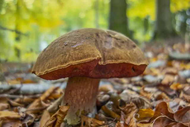Hexenpilze bzw. Flockenstielige Hexenröhrlinge haben ein rotes Futter und werden nach dem Anschneiden sofort kräftig blau. Für viele zwei Gründe, sie stehen zu lassen.