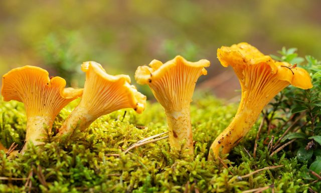 Viele Pilze haben einen charakteristischen Geruch, der das Bestimmen erleichtert. Pfifferlinge riechen beispielsweise nach Mirabellen.