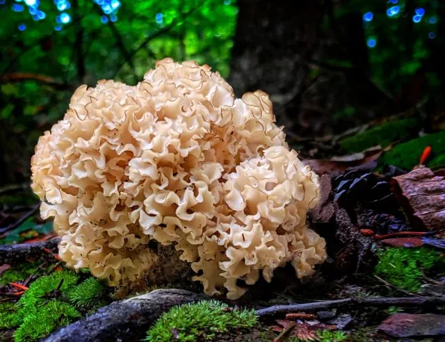 Dicke Köpfe: Krause Glucken sehen aus wie ein Gehirn, erreichen aber Durchmesser bis zu 50 cm.