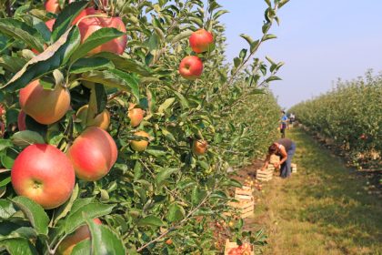 Apfelernte fällt in manchen Regionen fast ganz aus