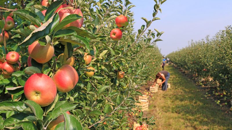 Deutschland: Der Anbau von Obst ist im Abwärtsstrudel