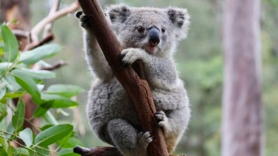 Koala-Knuddeln verboten: Welche Regeln gelten in Down Under?