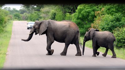 Elefant im Krüger-Nationalpark tötet Besucher