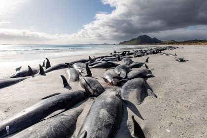 Fast 240 Grindwale nach Strandung gestorben