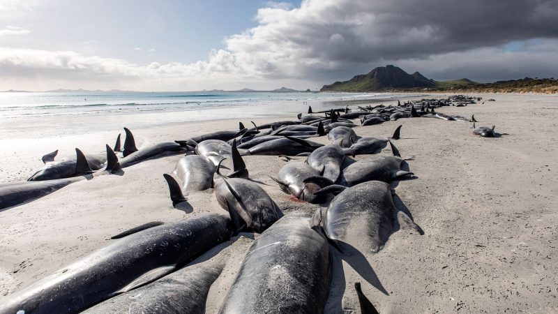 Eine Reihe von toten Grindwalen am  Strand von Tupuangi Beach in Neuseeland.