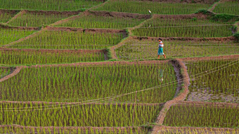 Reisfelder in Indien.